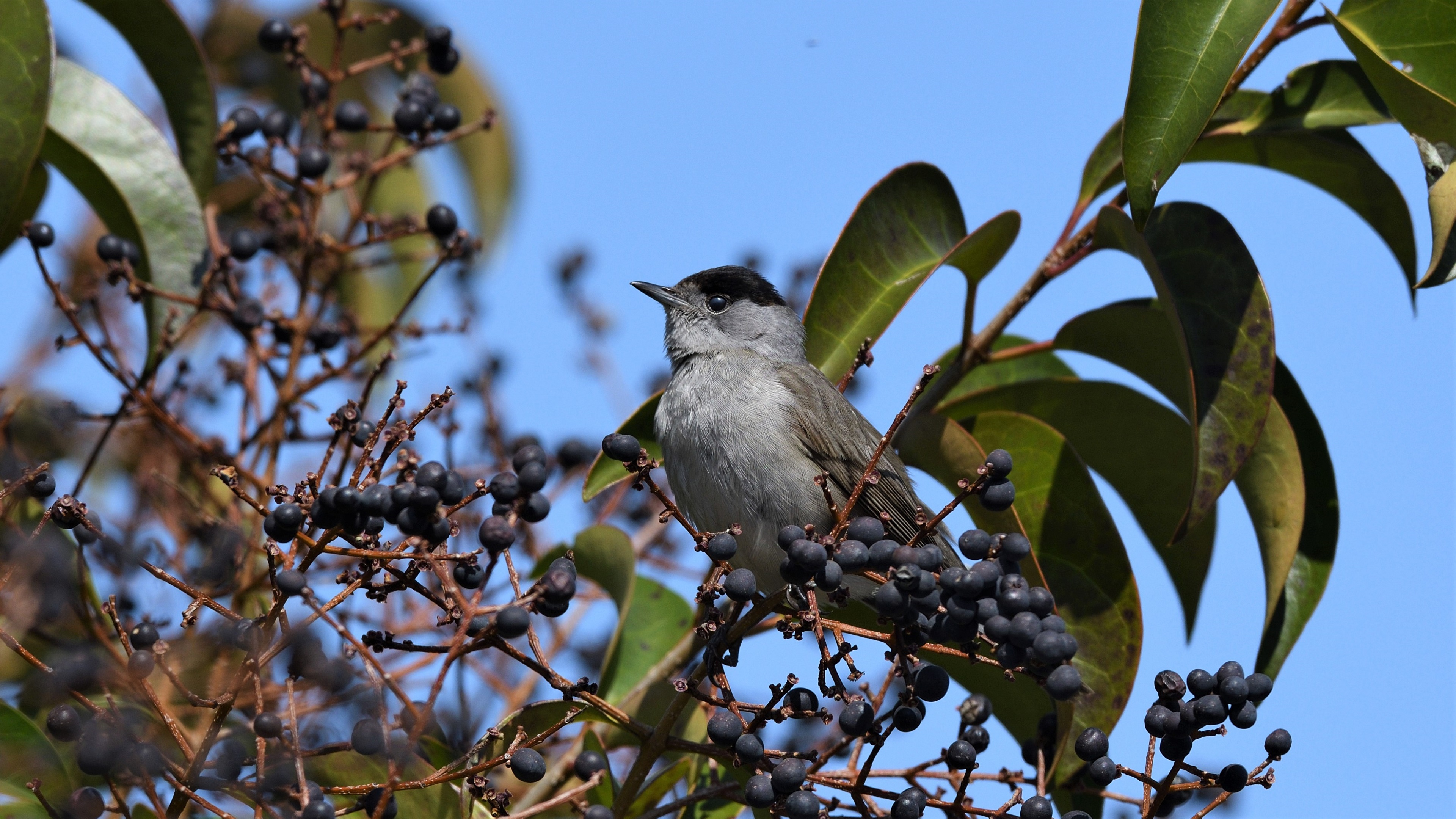 Eurasian Blackcap